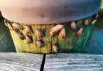 Adult spotted lanternflies gather on a wood post.